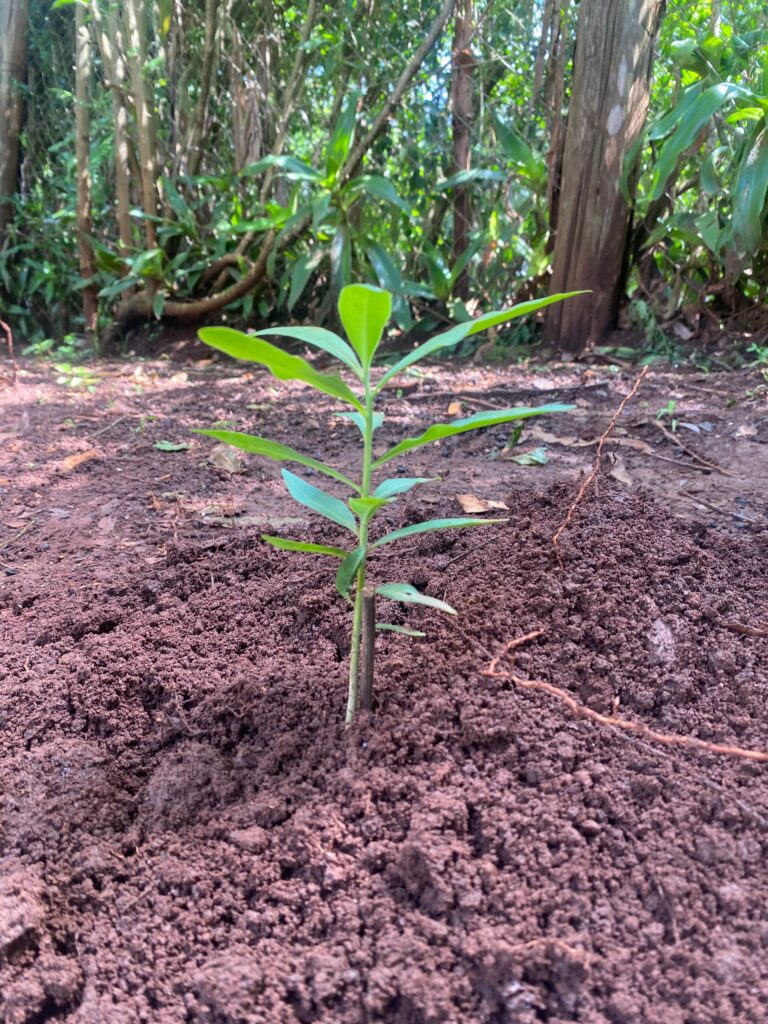 A Muthiga (Warburgia Ugandensis) sapling planted in a green environment as part of the MsWaki Tree Initiative, promoting environmental sustainability and healthier ecosystems.